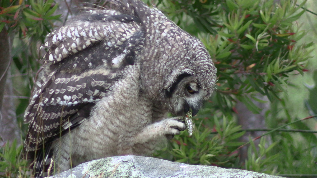 Африканский филин - ML646574312