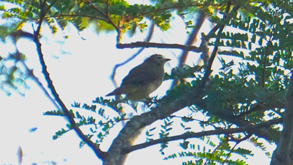 White-browed Bulbul - ML646574316