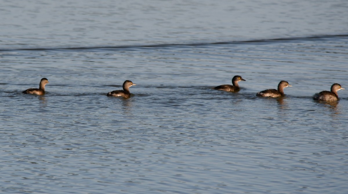 Least Grebe - ML646574317
