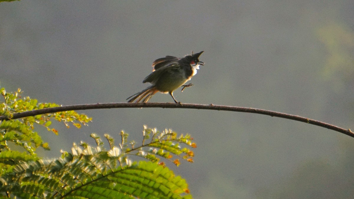 Red-whiskered Bulbul - ML646574319
