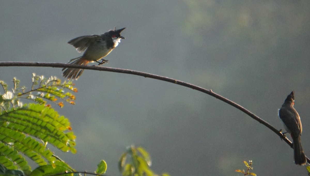 Red-whiskered Bulbul - ML646574320
