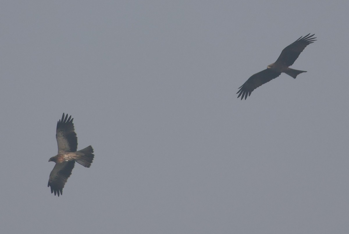 Zwergadler - ML646574324