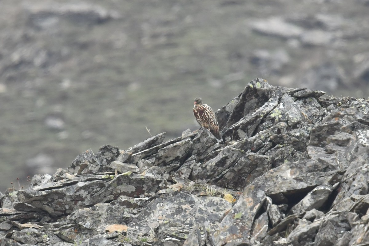 Lerva des neiges - ML646574325