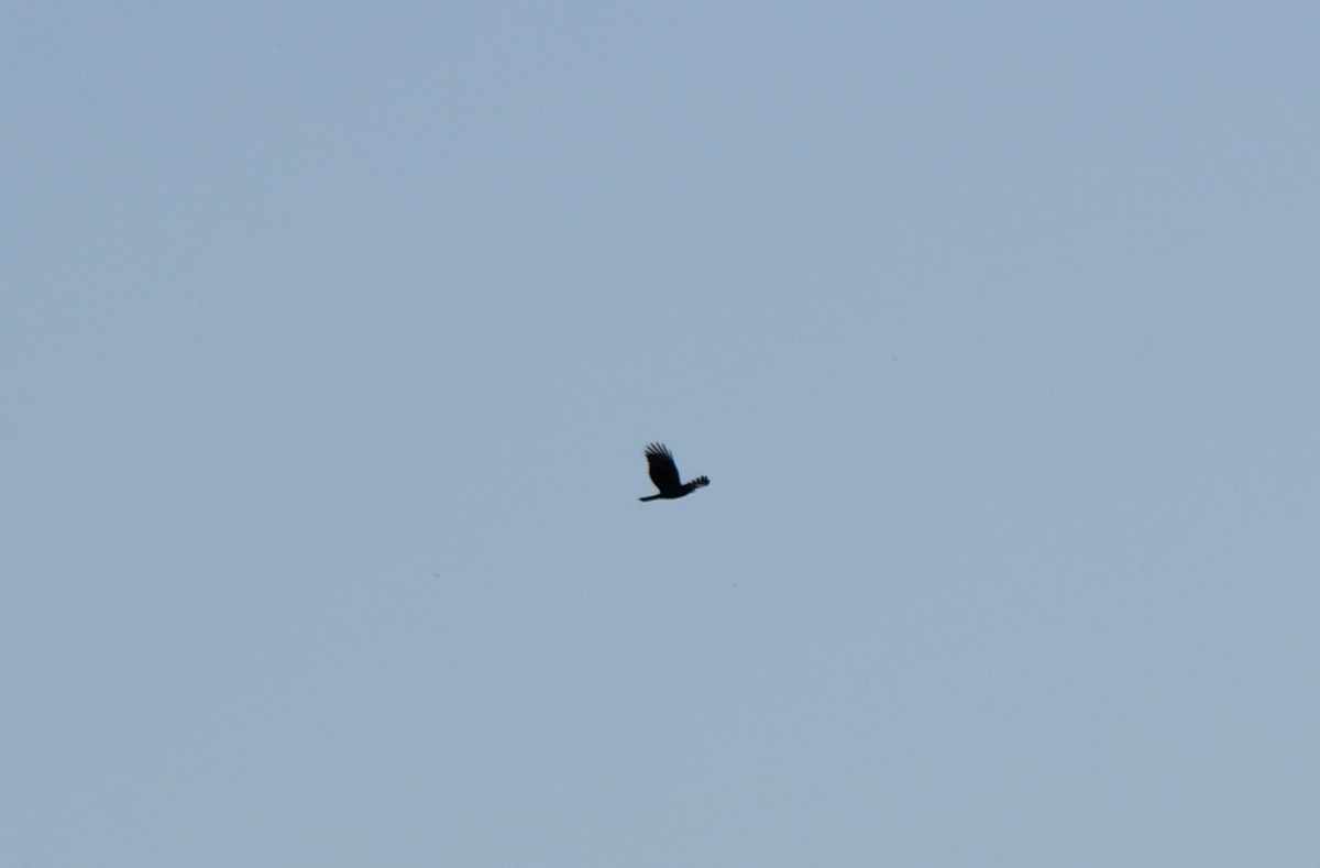 hákozobec neotropický - ML646574330