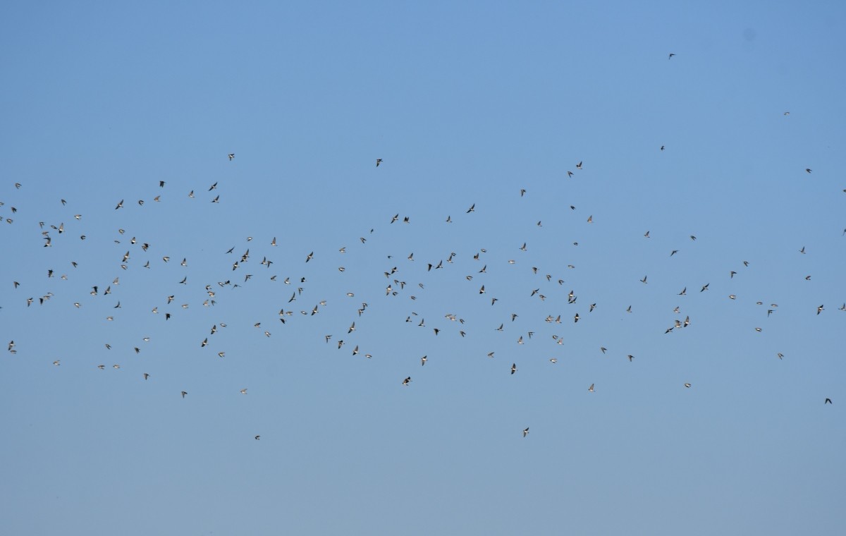 Cave Swallow - ML646574339