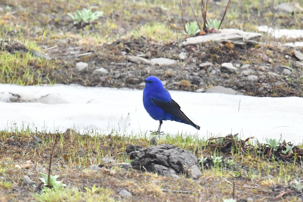 Grandala - ML646574340