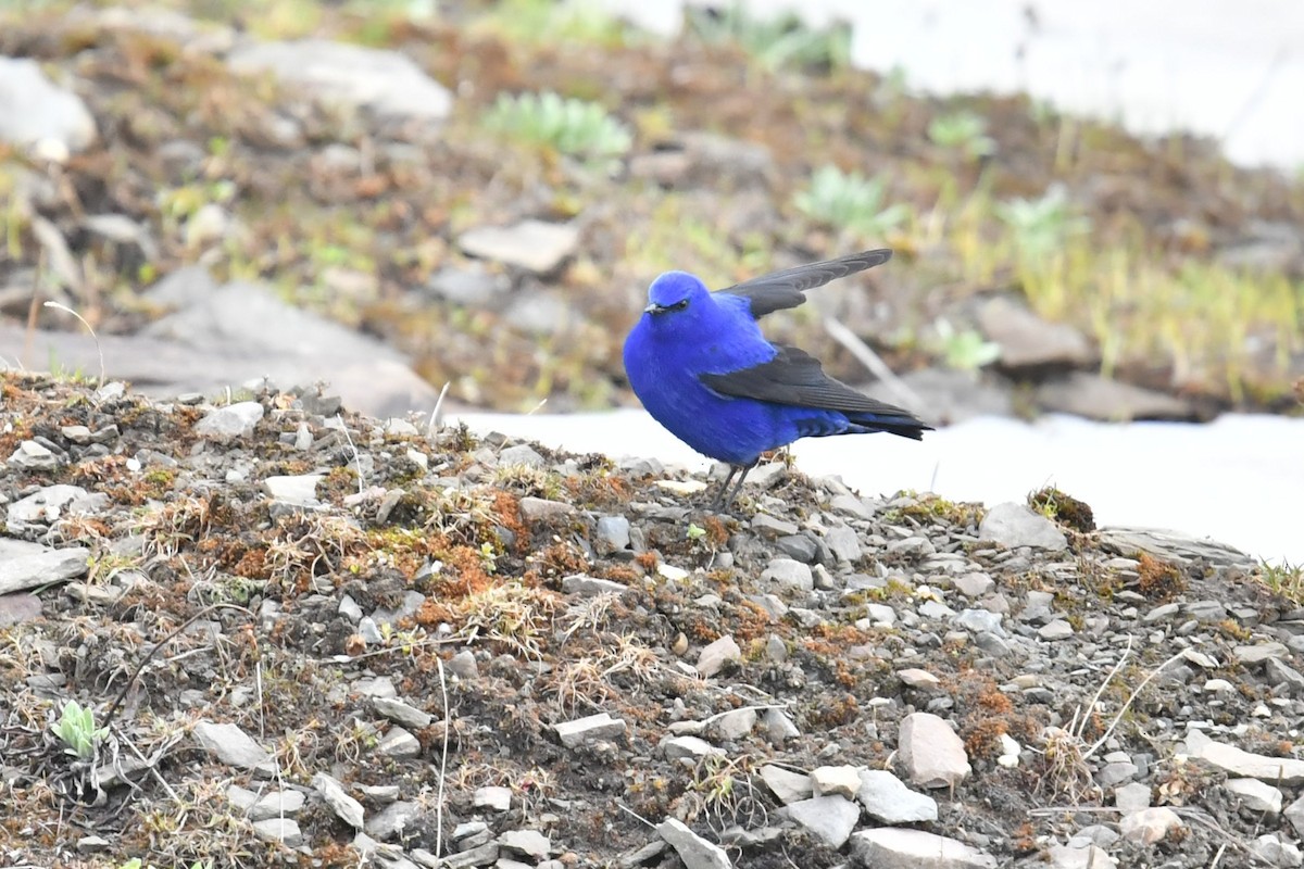 Grandala - ML646574341