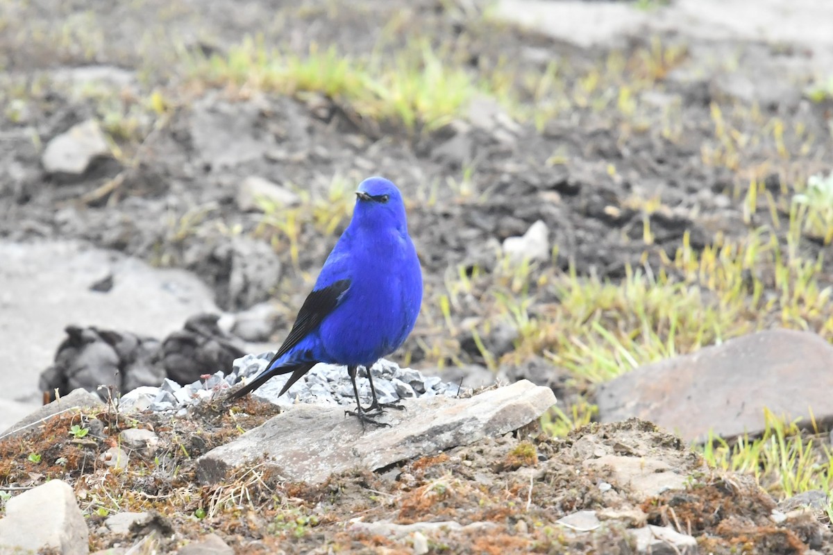 Grandala - ML646574342