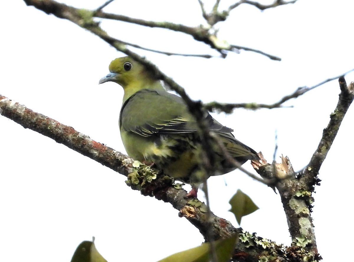 kilestjertgrønndue - ML646574343