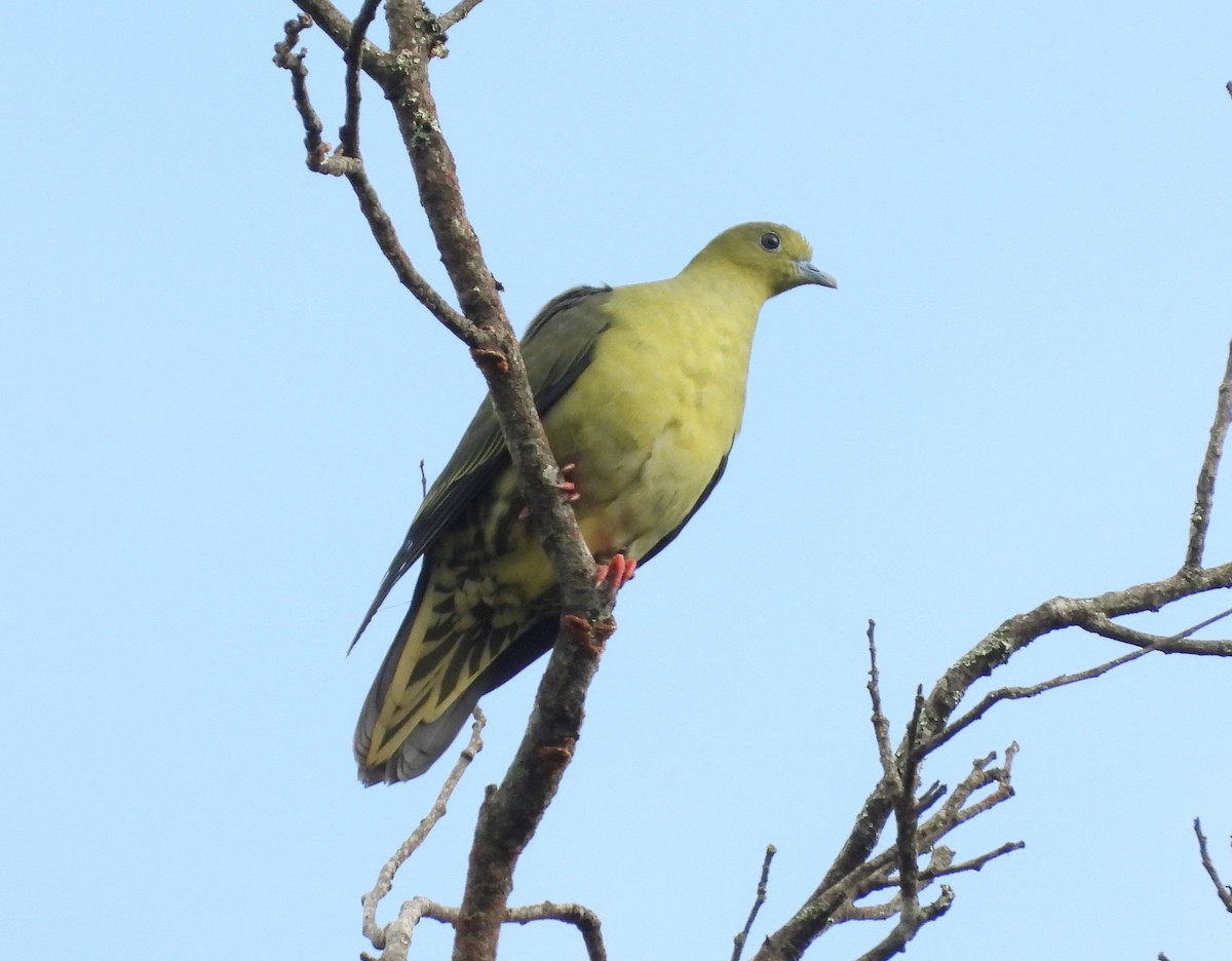 kilestjertgrønndue - ML646574344