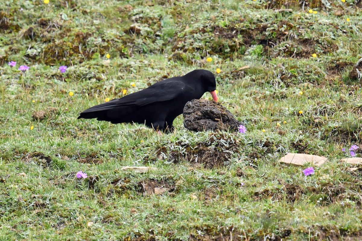 Red-billed Chough - ML646574345