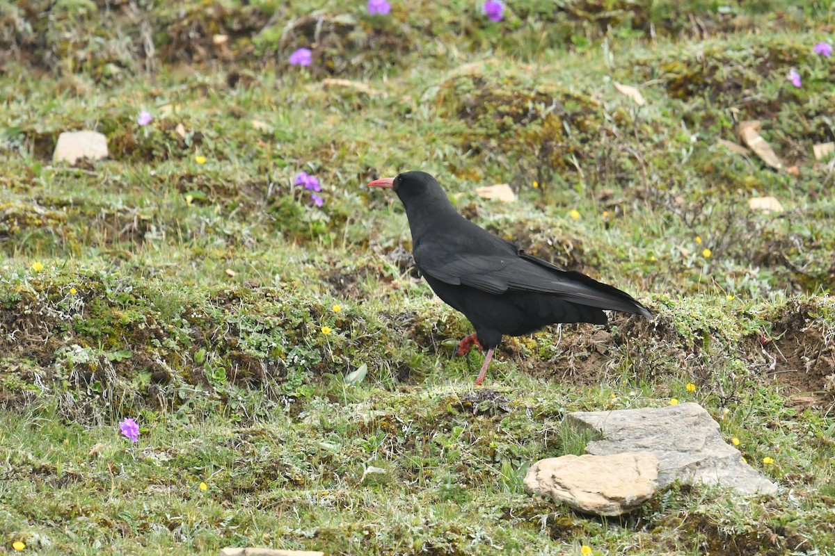 Red-billed Chough - ML646574346