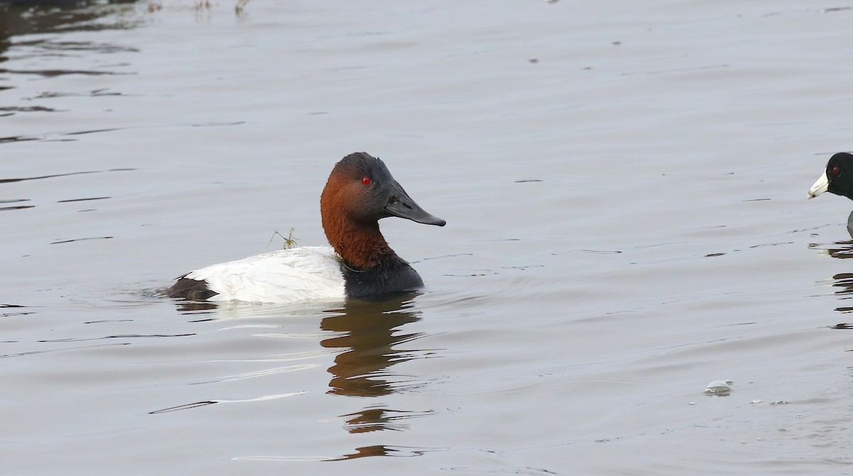 Riesentafelente - ML646574347