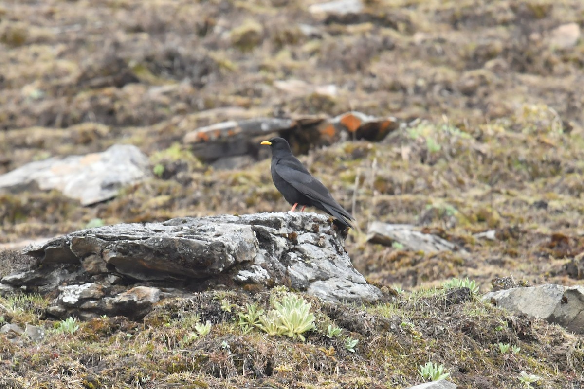 alpekaie - ML646574348