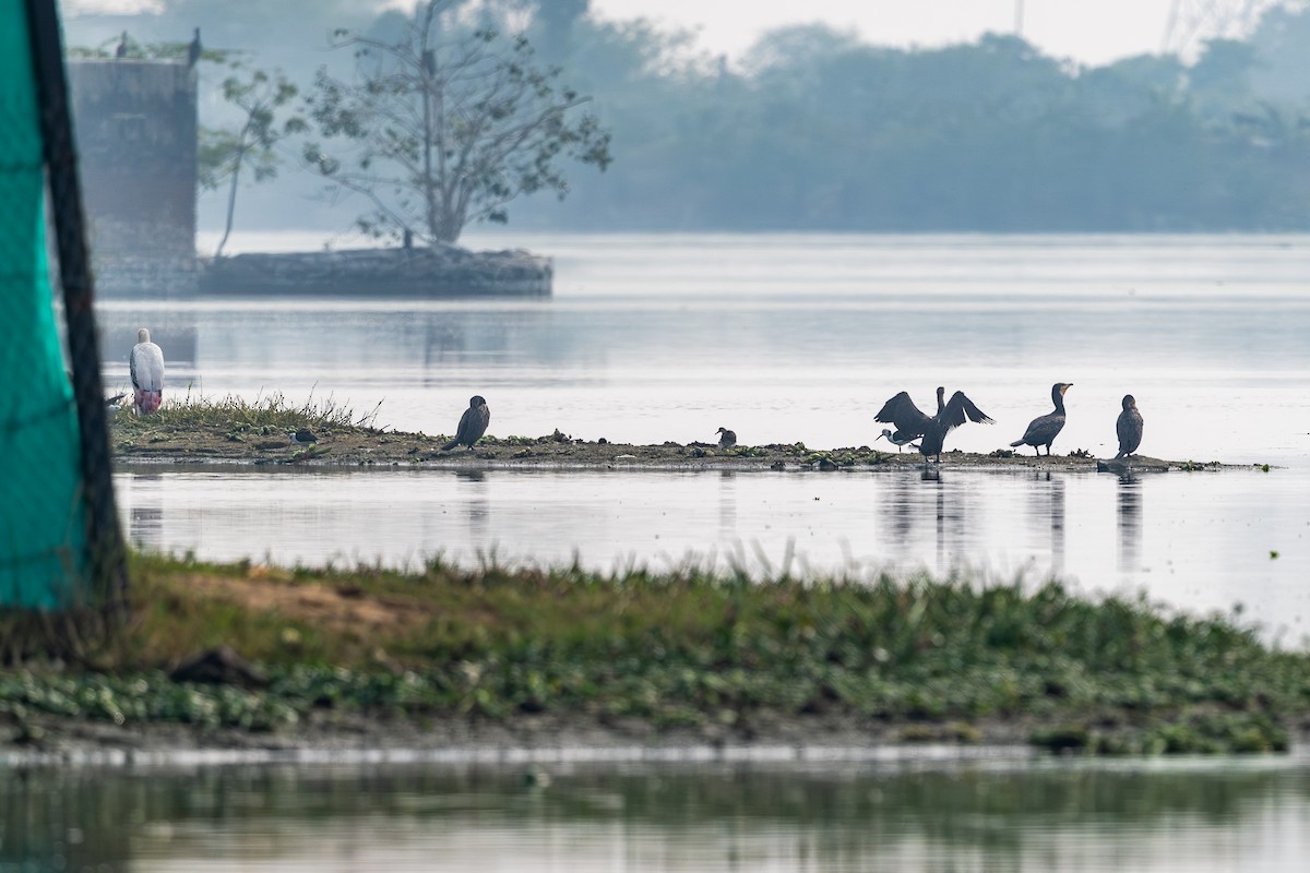 storskarv - ML646574349