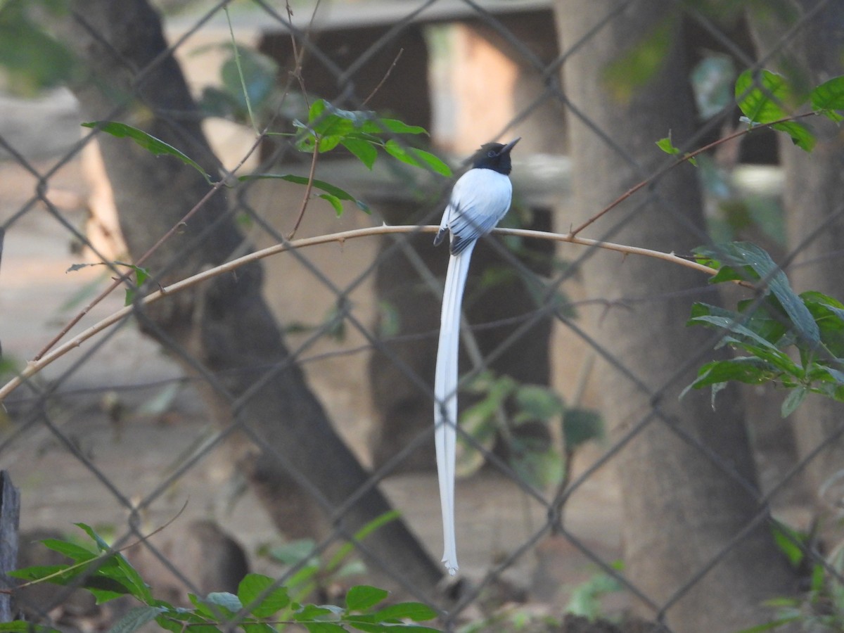 gallaparadismonark - ML646574350