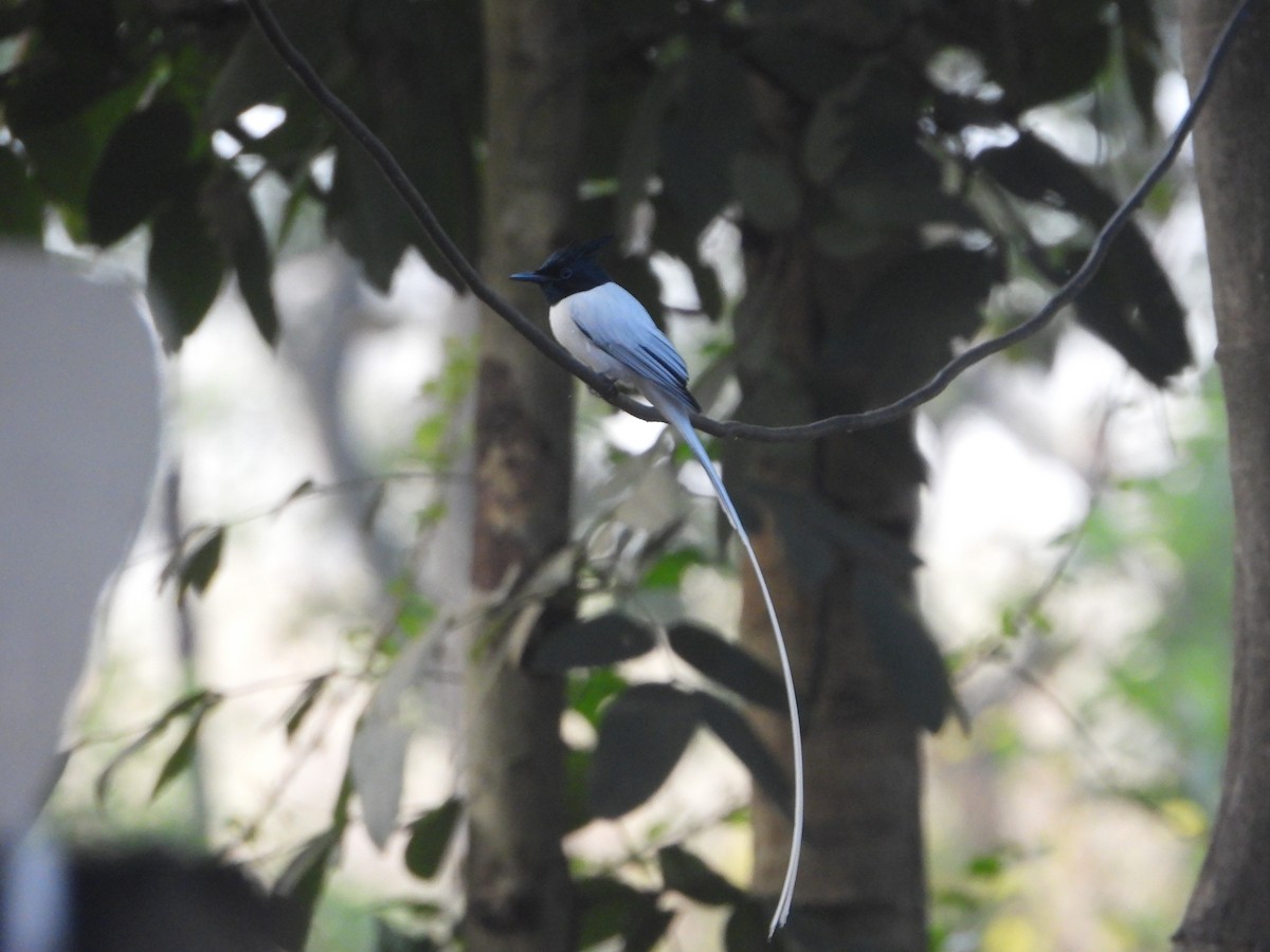 gallaparadismonark - ML646574351