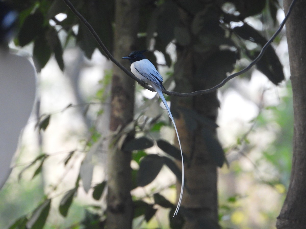 gallaparadismonark - ML646574353