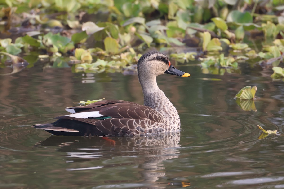 flekknebband - ML646574354