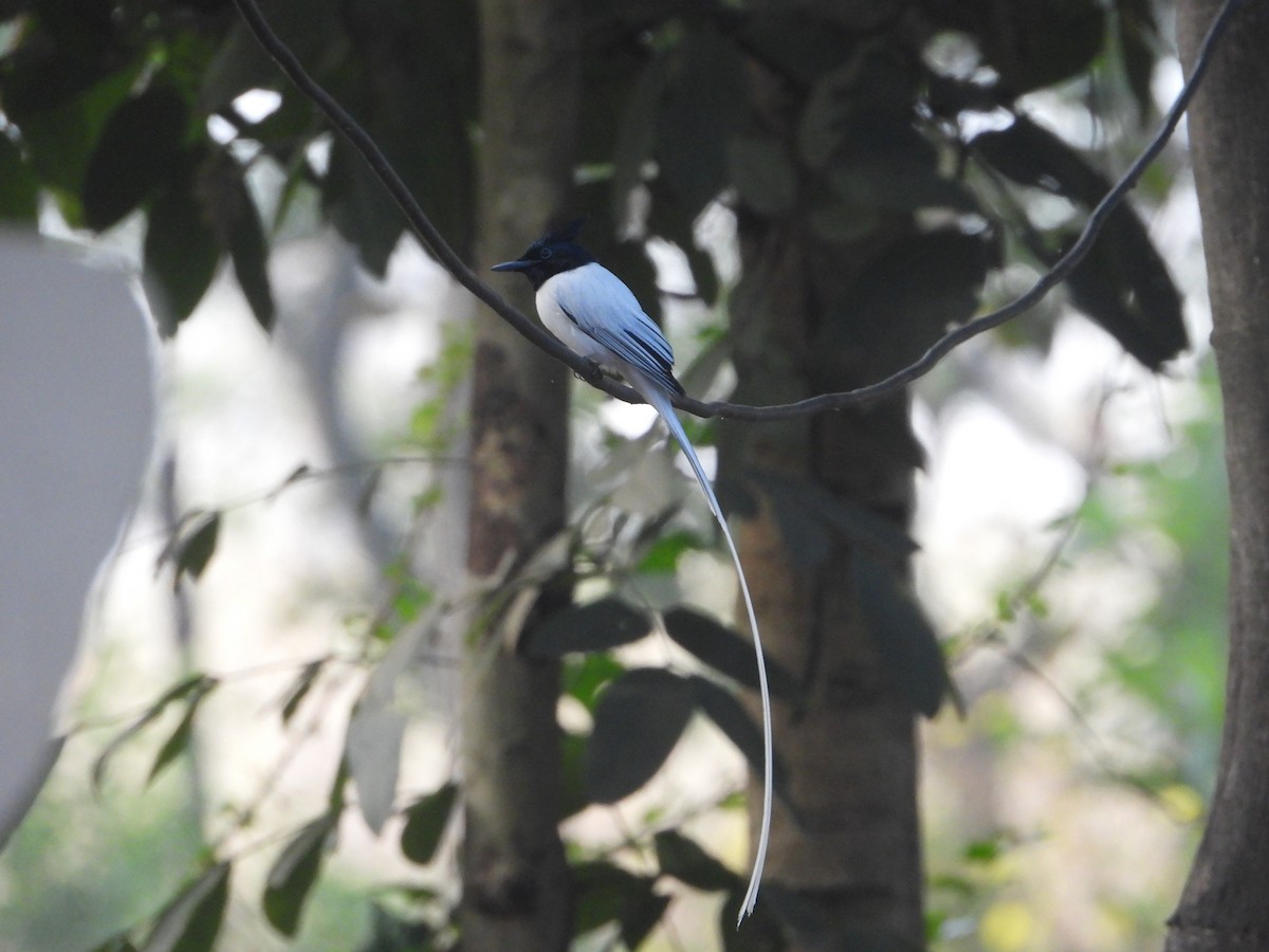 gallaparadismonark - ML646574355