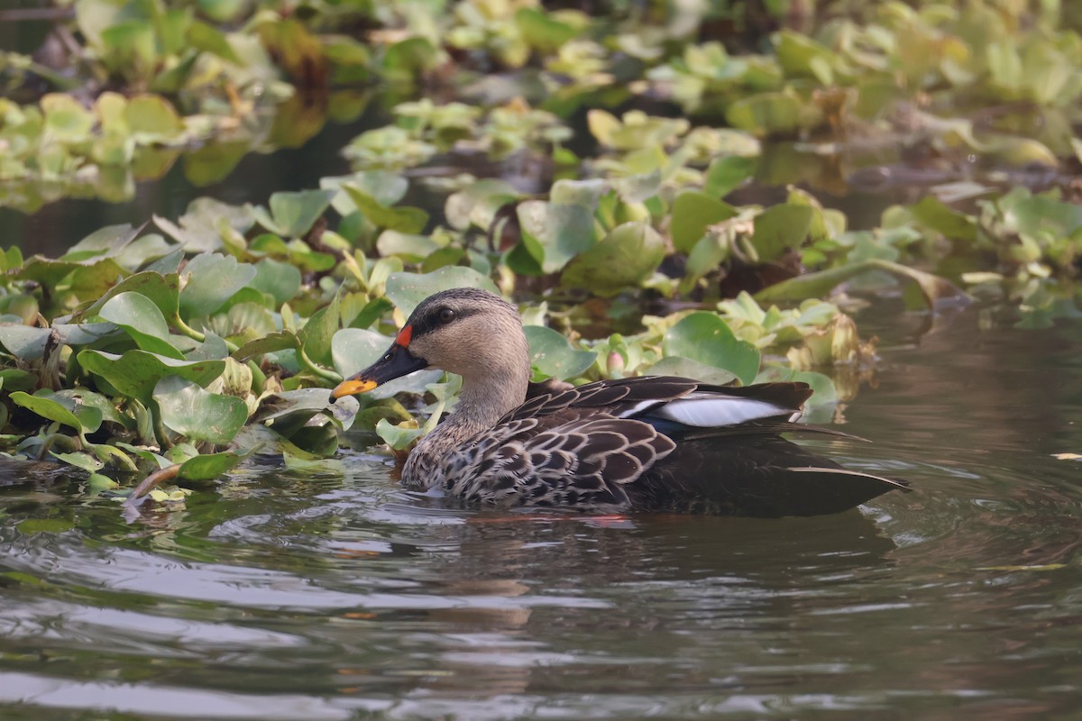 flekknebband - ML646574356