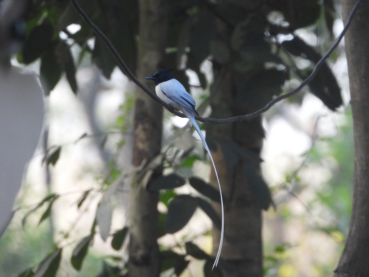 gallaparadismonark - ML646574357