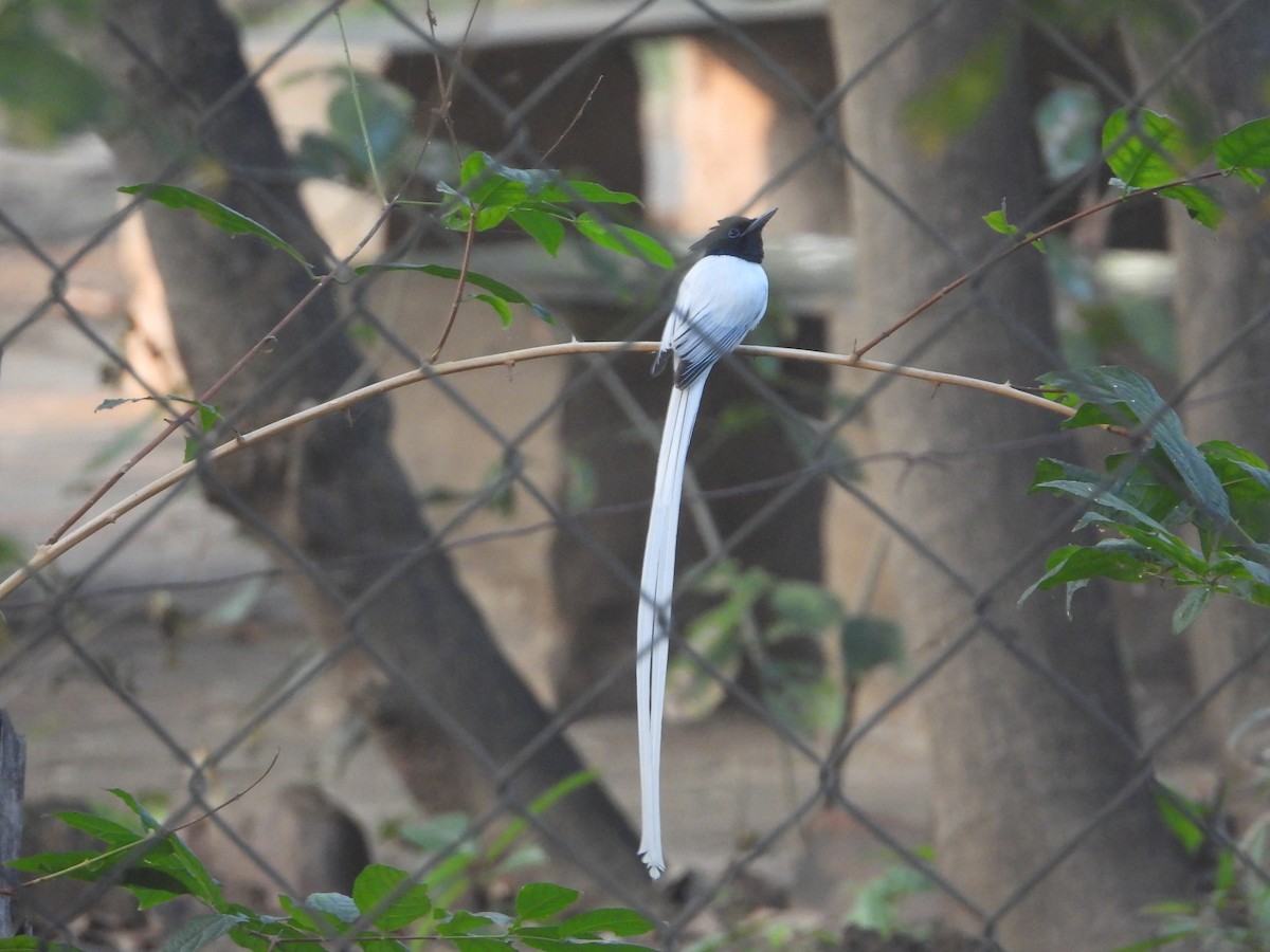 gallaparadismonark - ML646574358