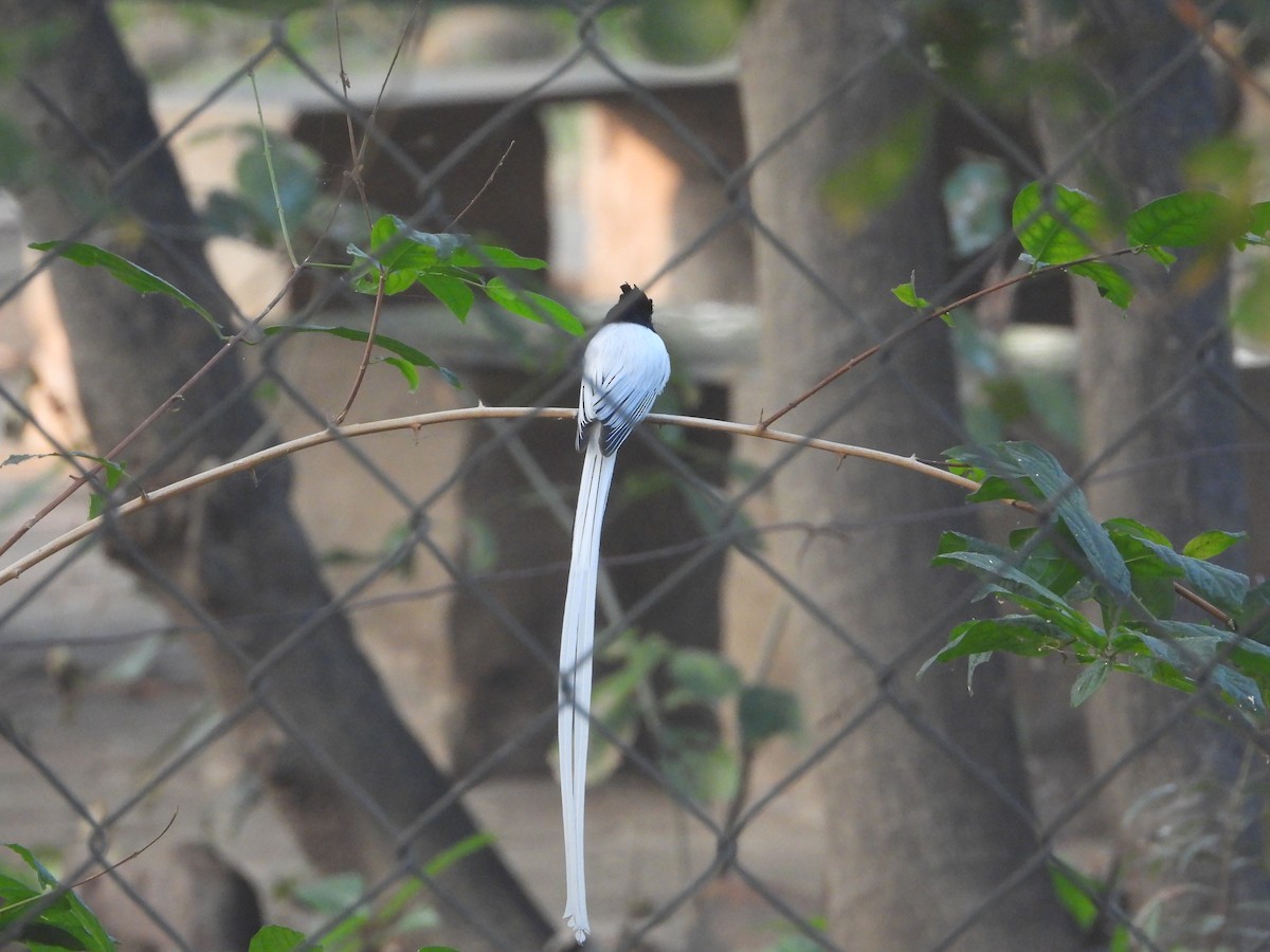 gallaparadismonark - ML646574360