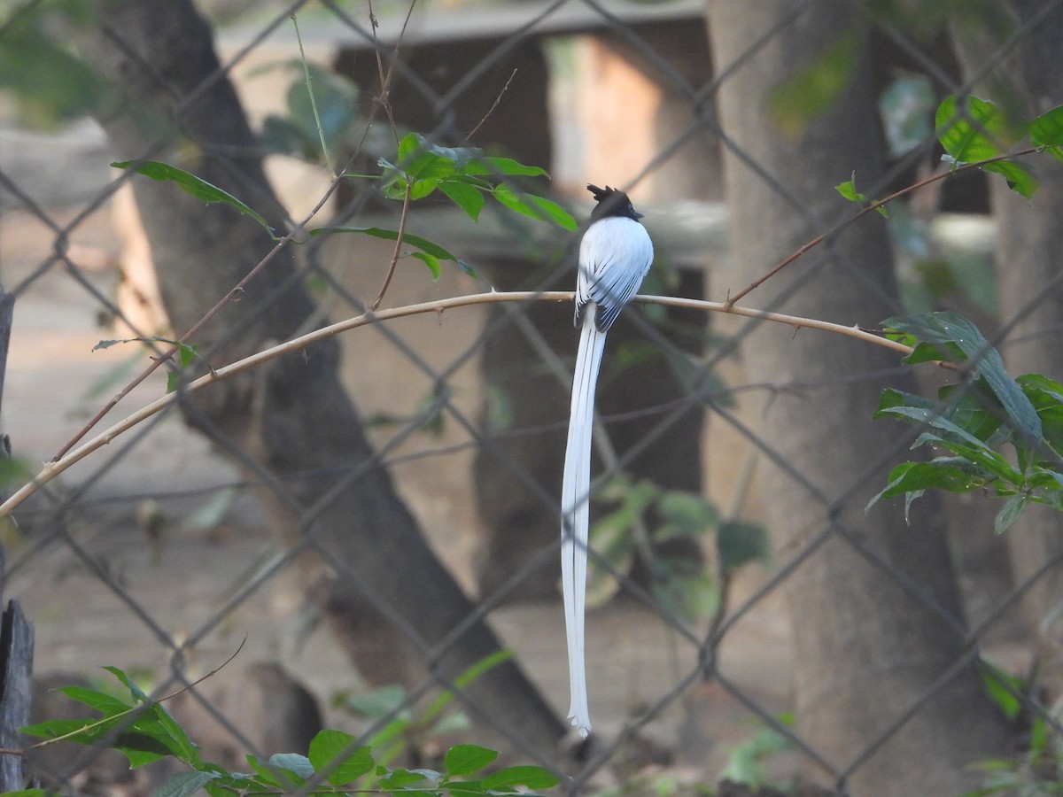 gallaparadismonark - ML646574361