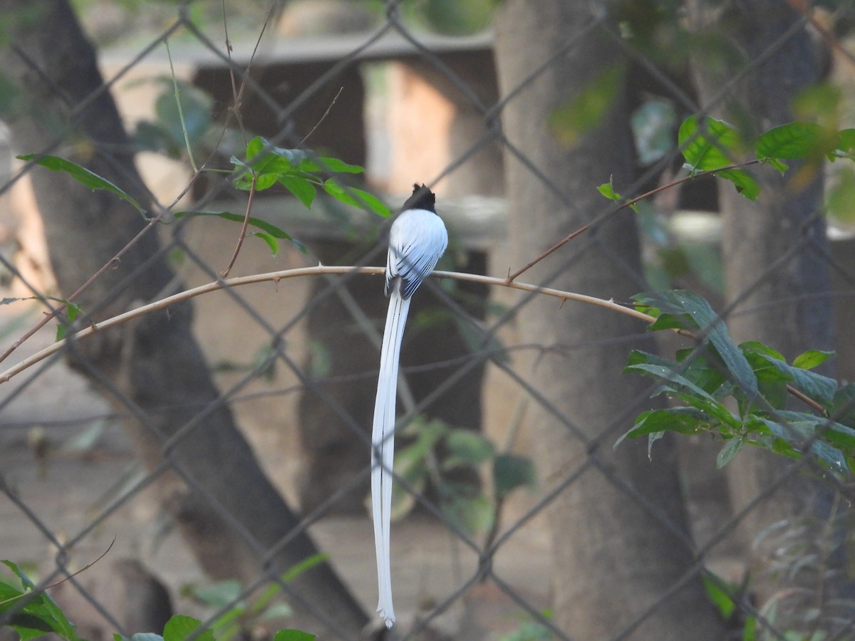 gallaparadismonark - ML646574362