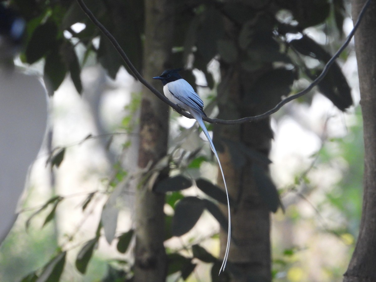 gallaparadismonark - ML646574363