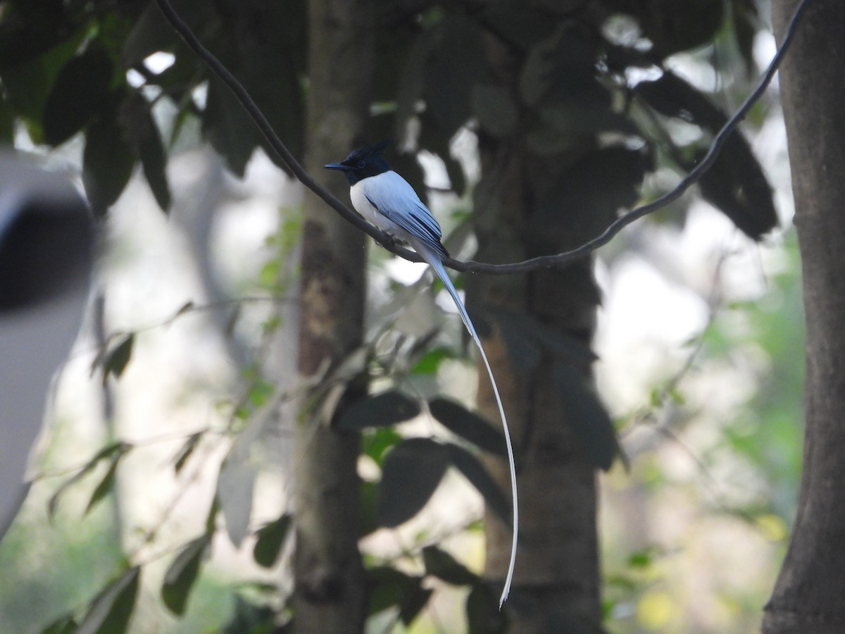 gallaparadismonark - ML646574364