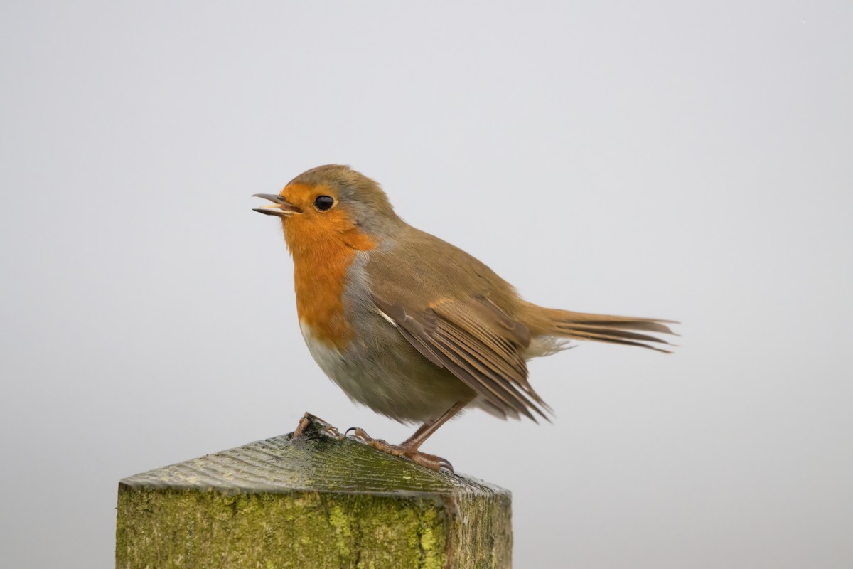 rødstrupe - ML646574372