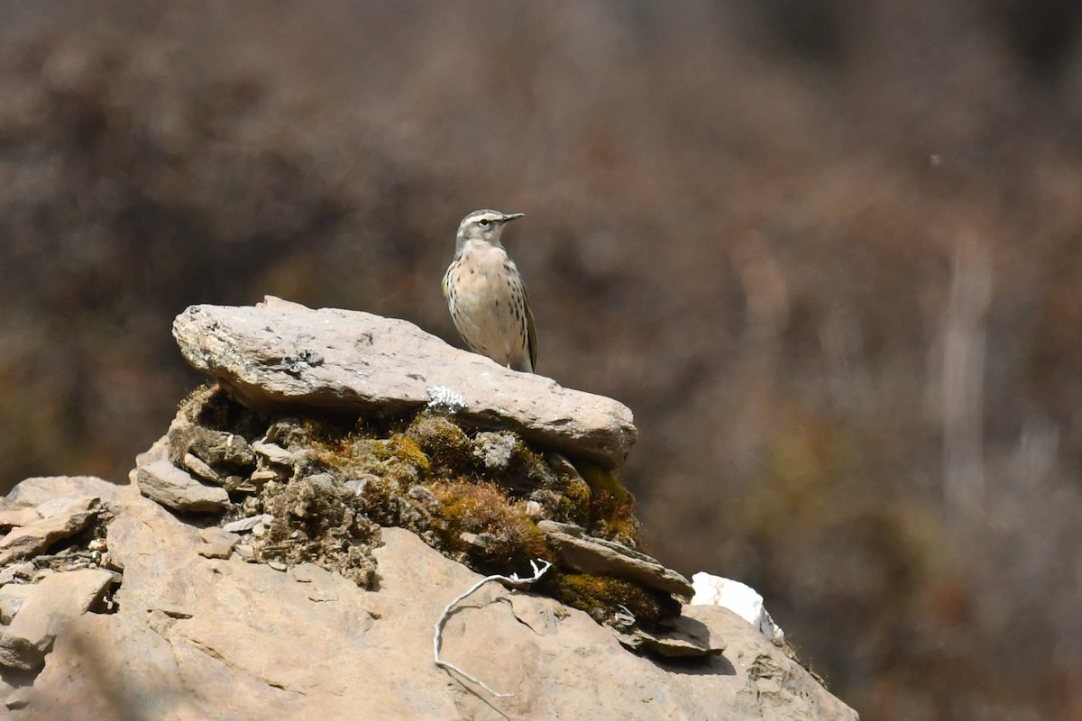 rosenpiplerke - ML646574373