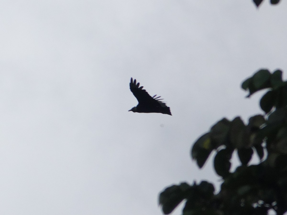 svartkondor - ML646574376