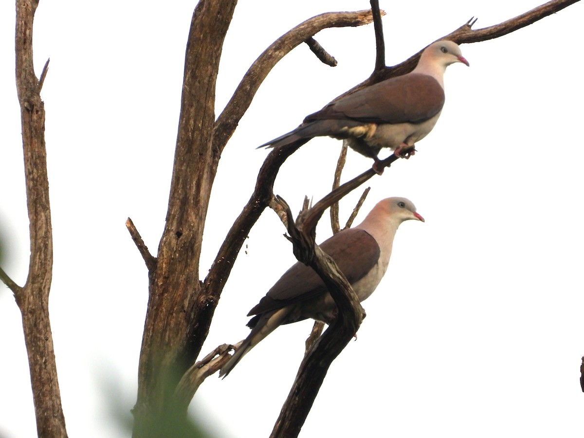 fjellkeiserdue - ML646574377