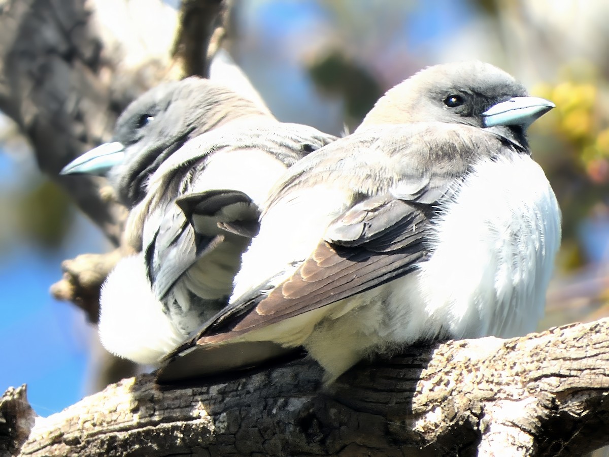 hvitbuksvalestær - ML646574378