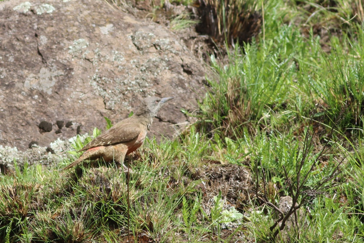 jordspett - ML646574381