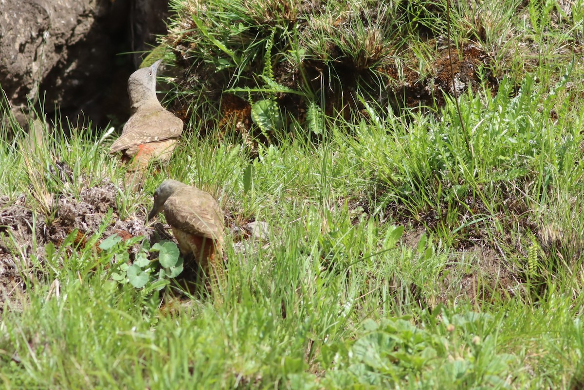 jordspett - ML646574382