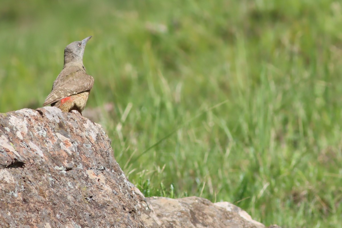 jordspett - ML646574383