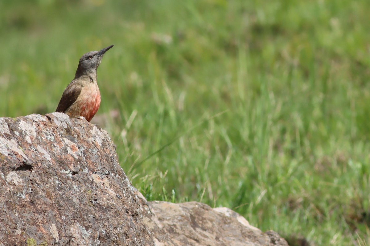 jordspett - ML646574384