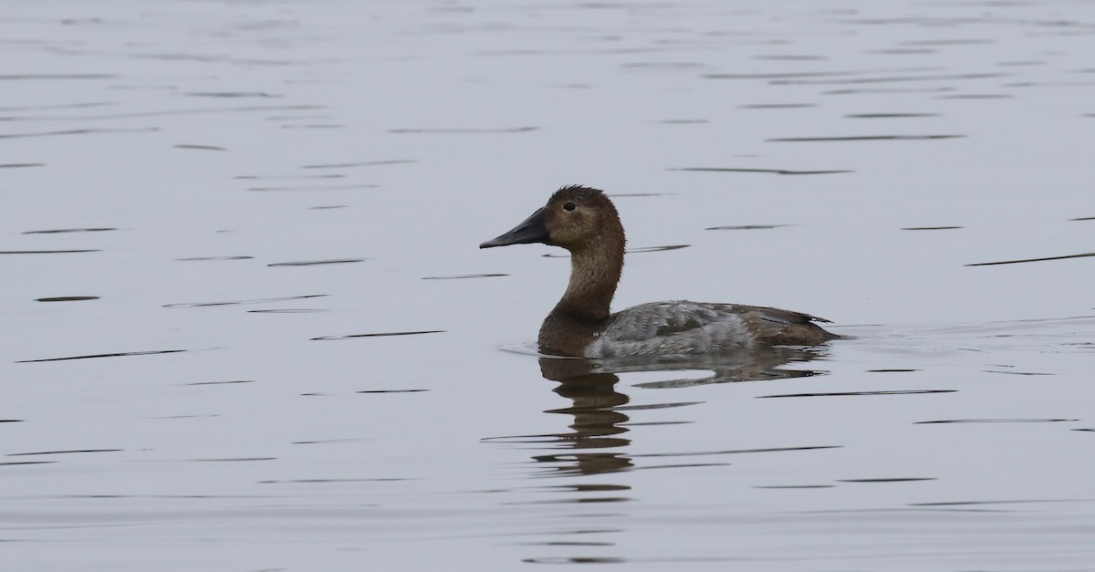 kobberhodeand - ML646574385