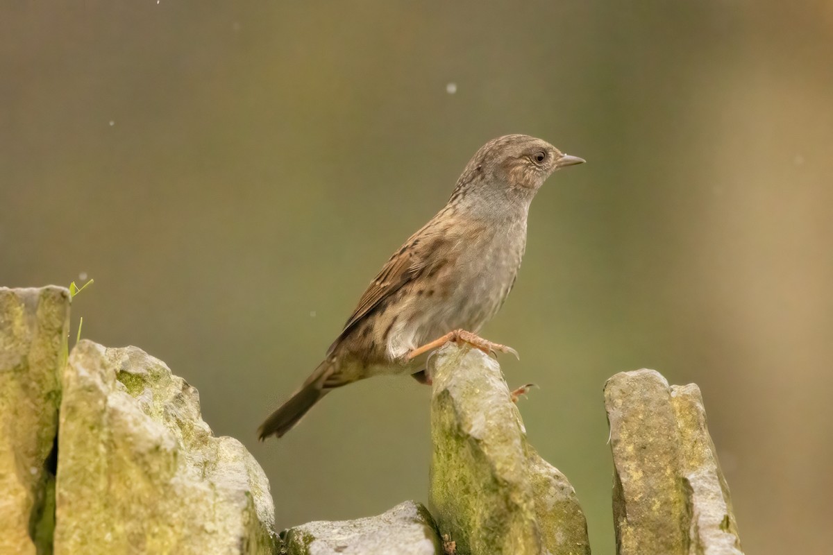 Heckenbraunelle - ML646574386