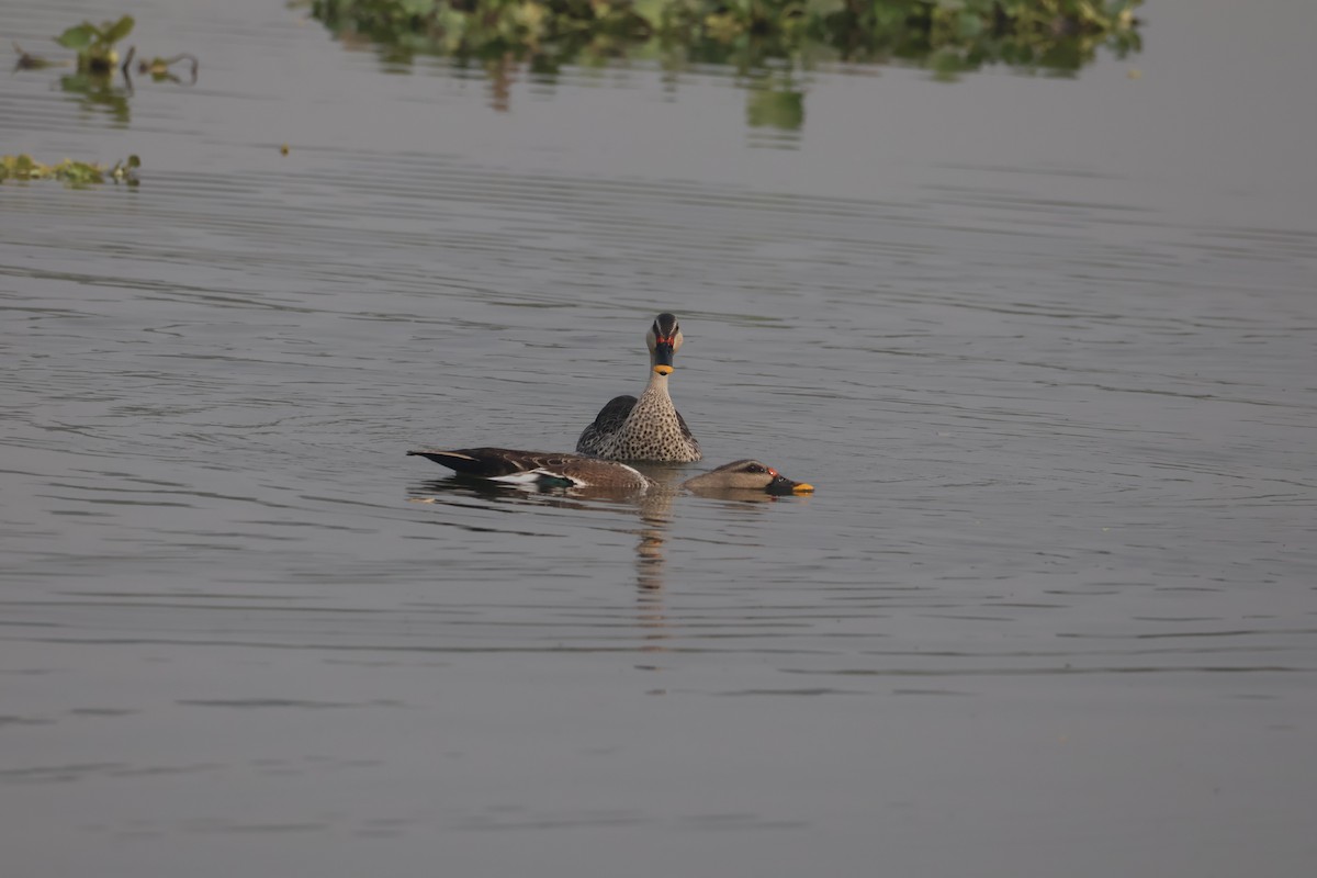 Indien-Fleckschnabelente - ML646574387