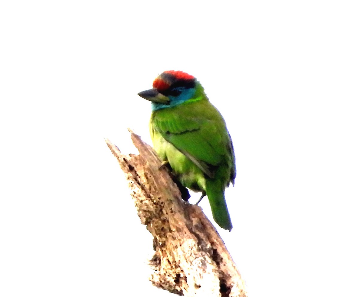 Blue-throated Barbet - ML646574394