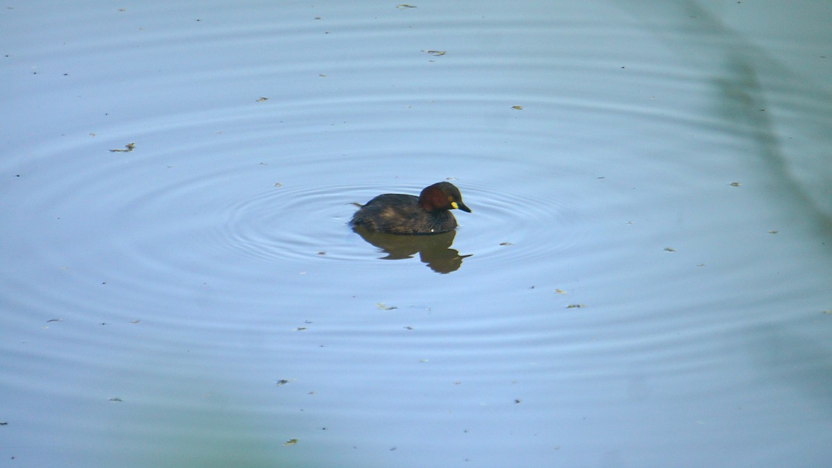 Хурган шунгуур - ML646574399