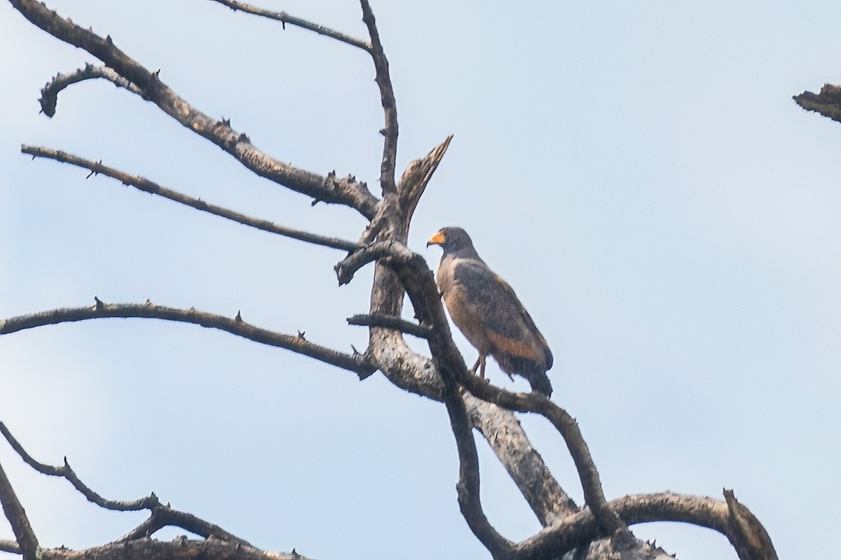 Rufous Crab Hawk - ML646574404