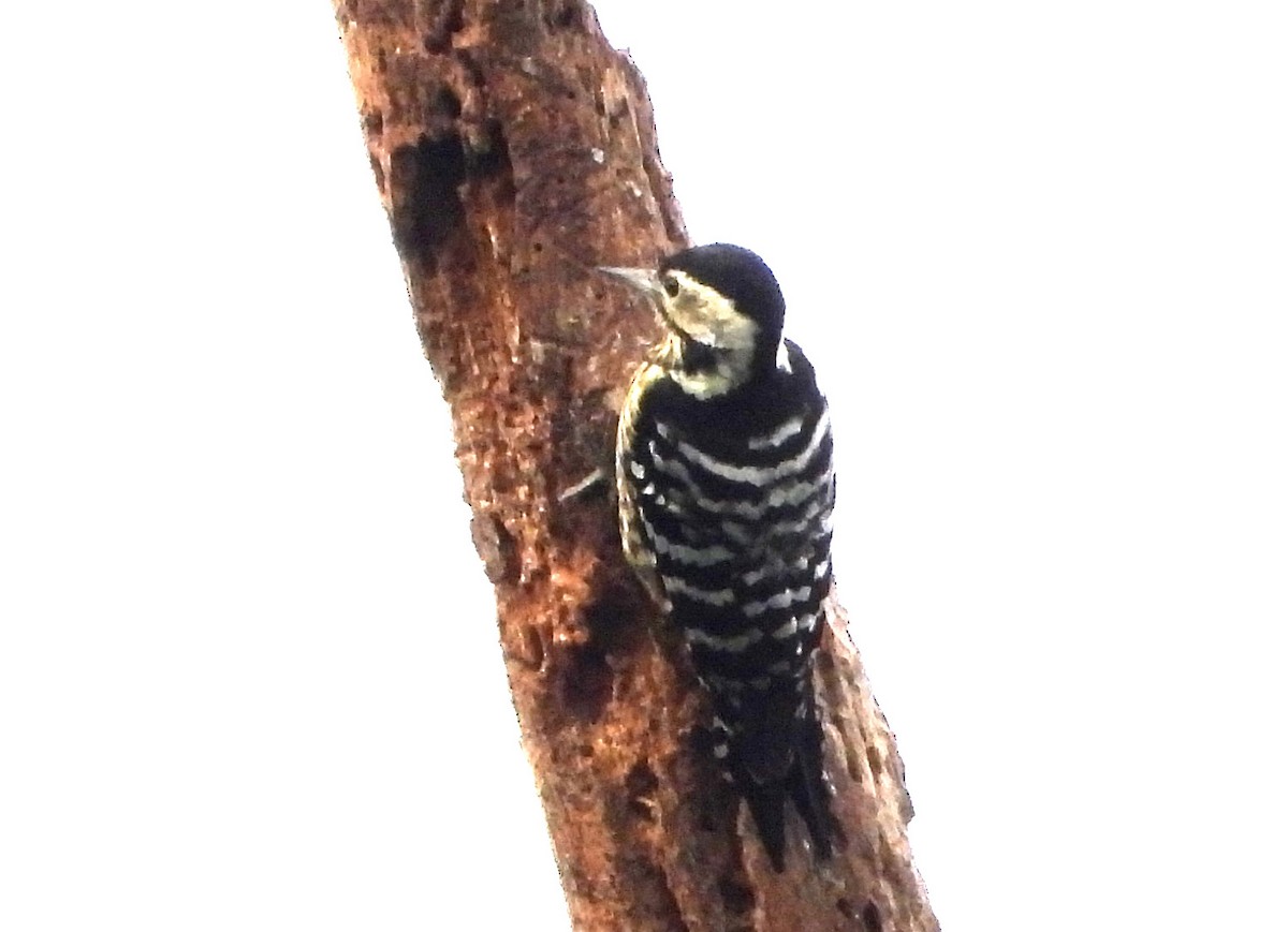 Stripe-breasted Woodpecker - ML646574416