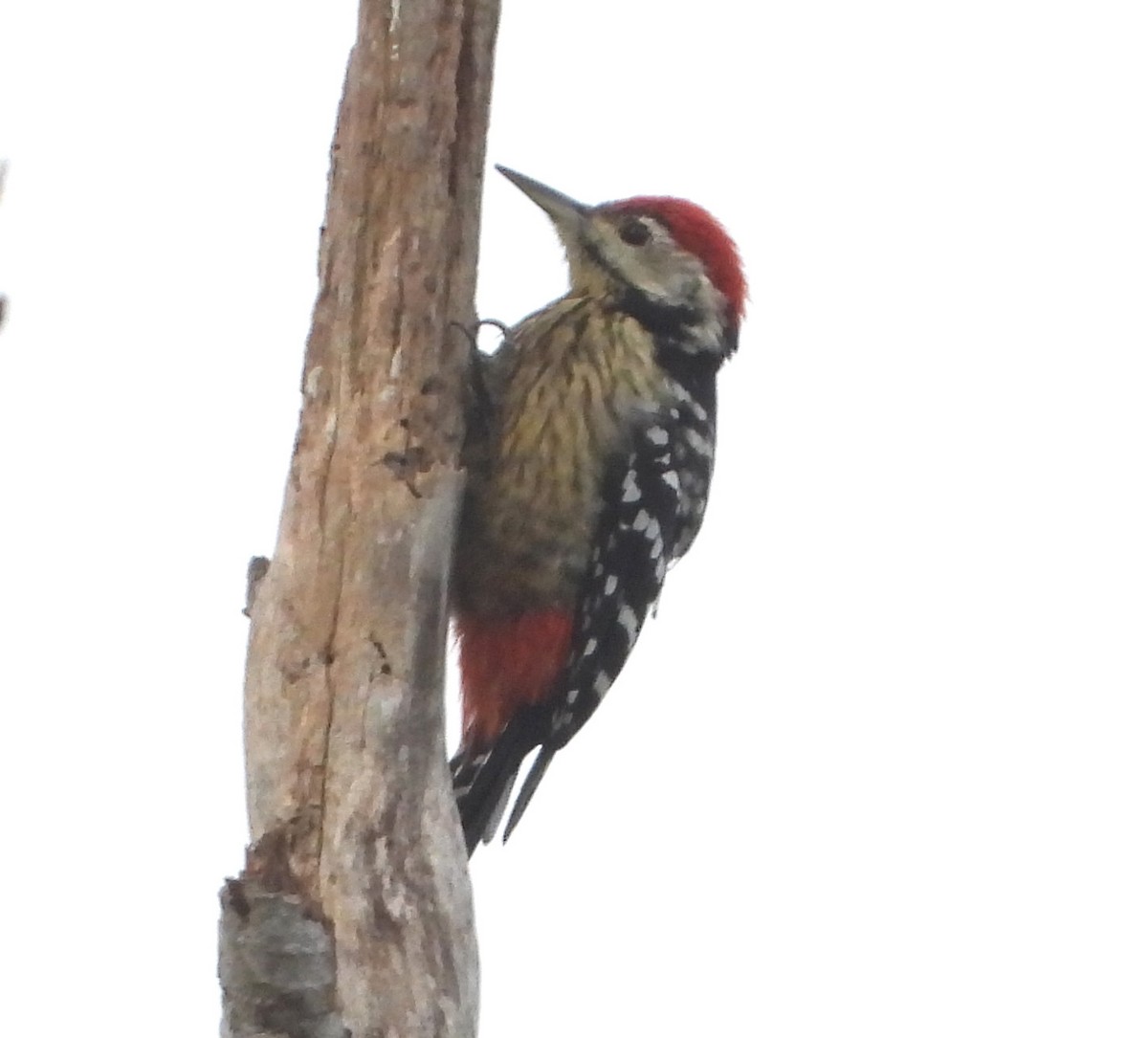 Stripe-breasted Woodpecker - ML646574417