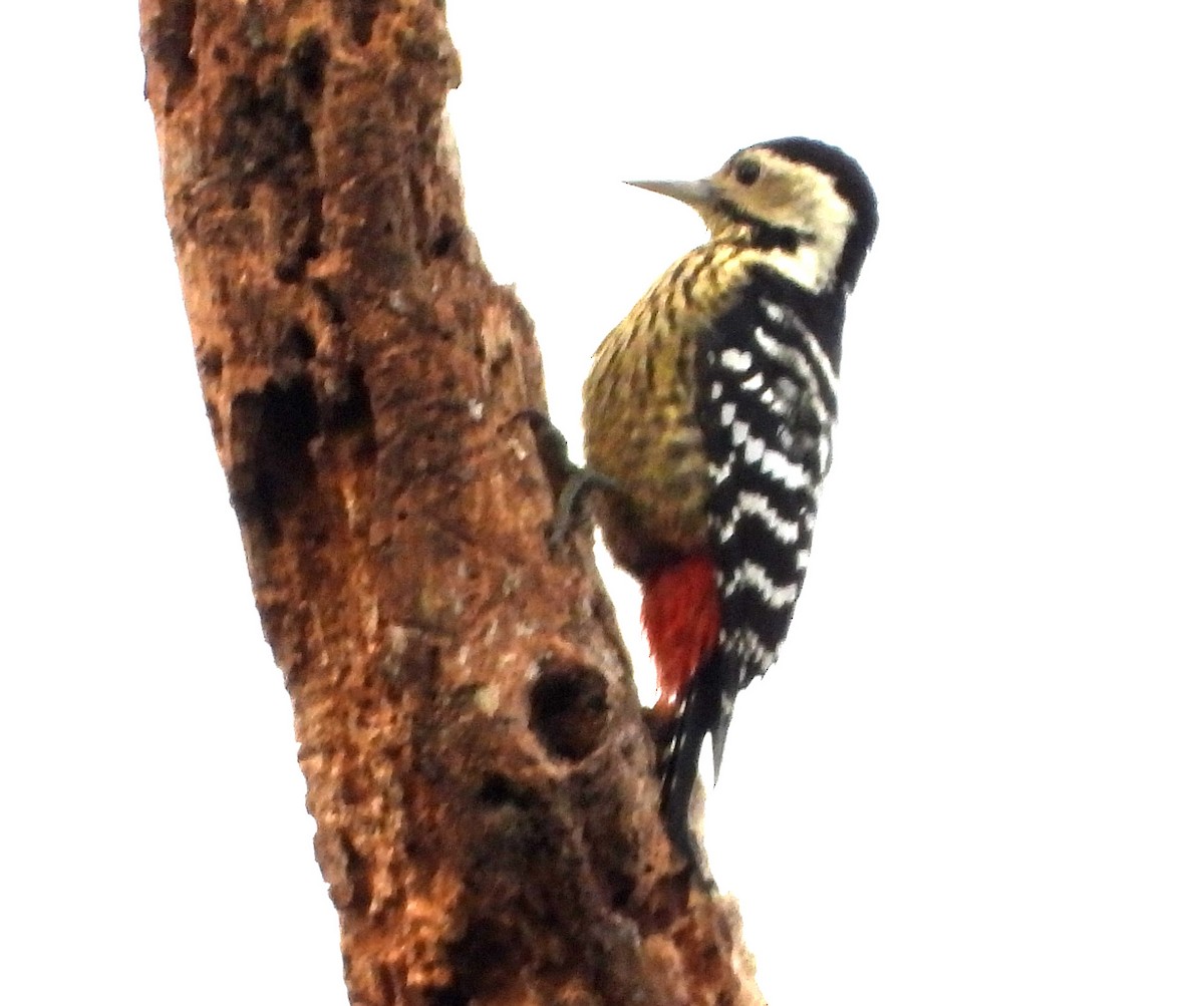 Stripe-breasted Woodpecker - ML646574418